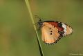 Danaus chrysippus (Sultan)